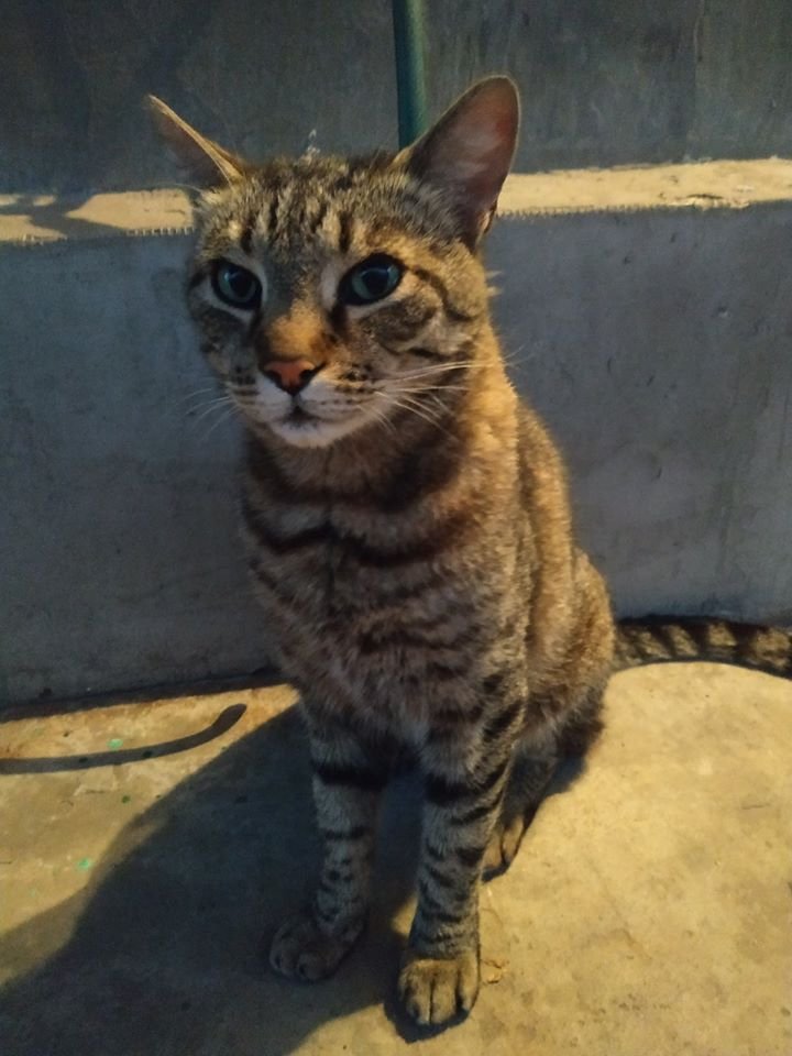 Кот Лорик ищет новый дом