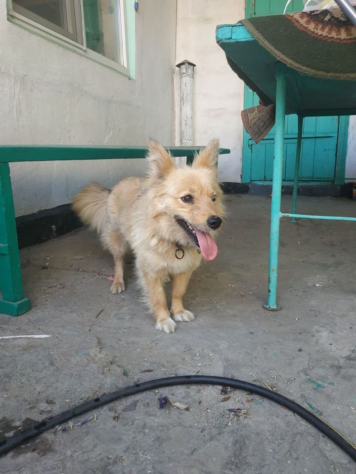 Жужа тоскует без людей