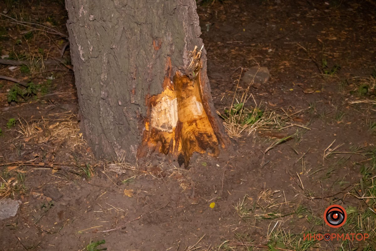 Также машина задела дерево Также машина задела дерево