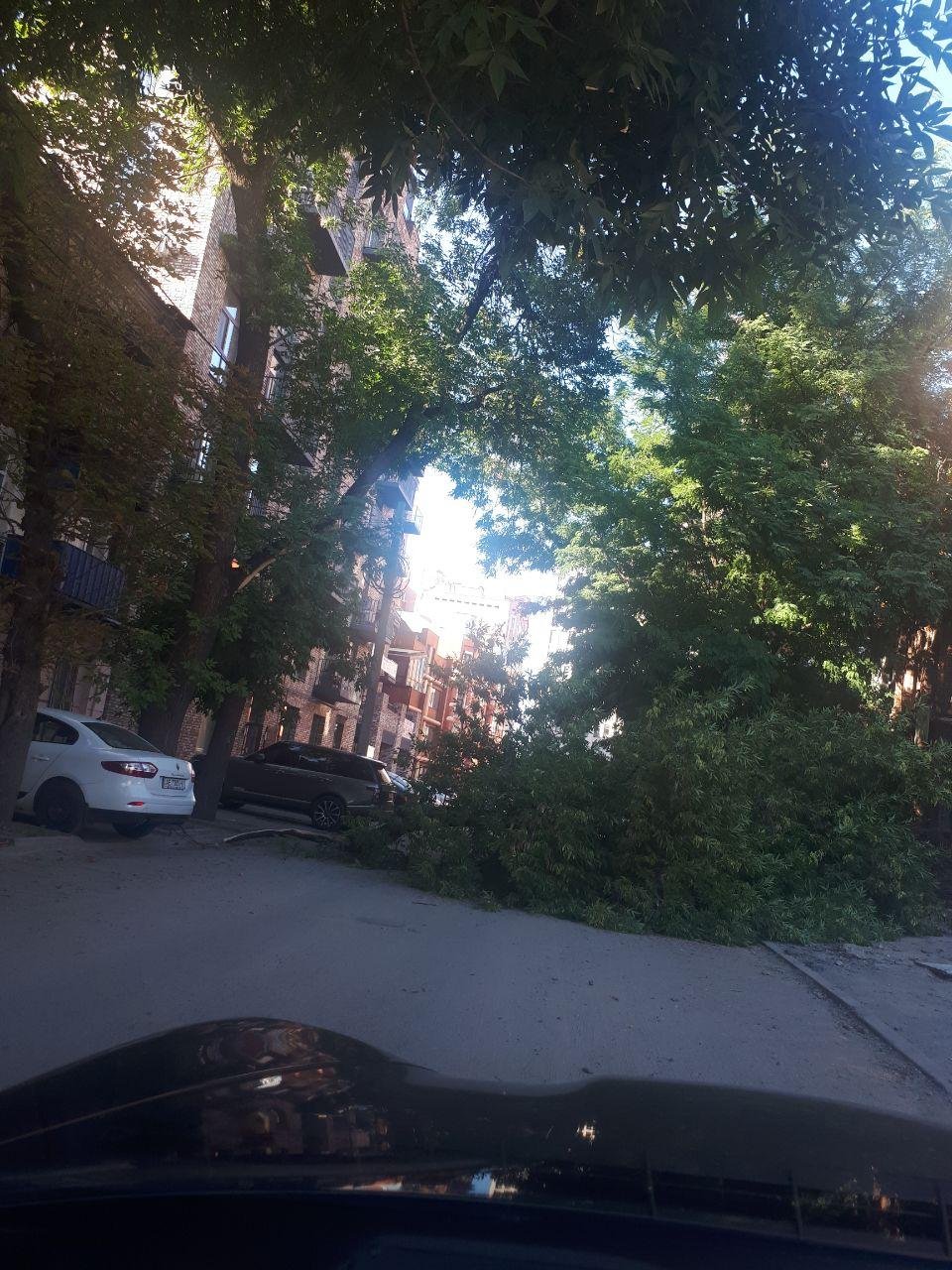 Дерево преградило дорогу