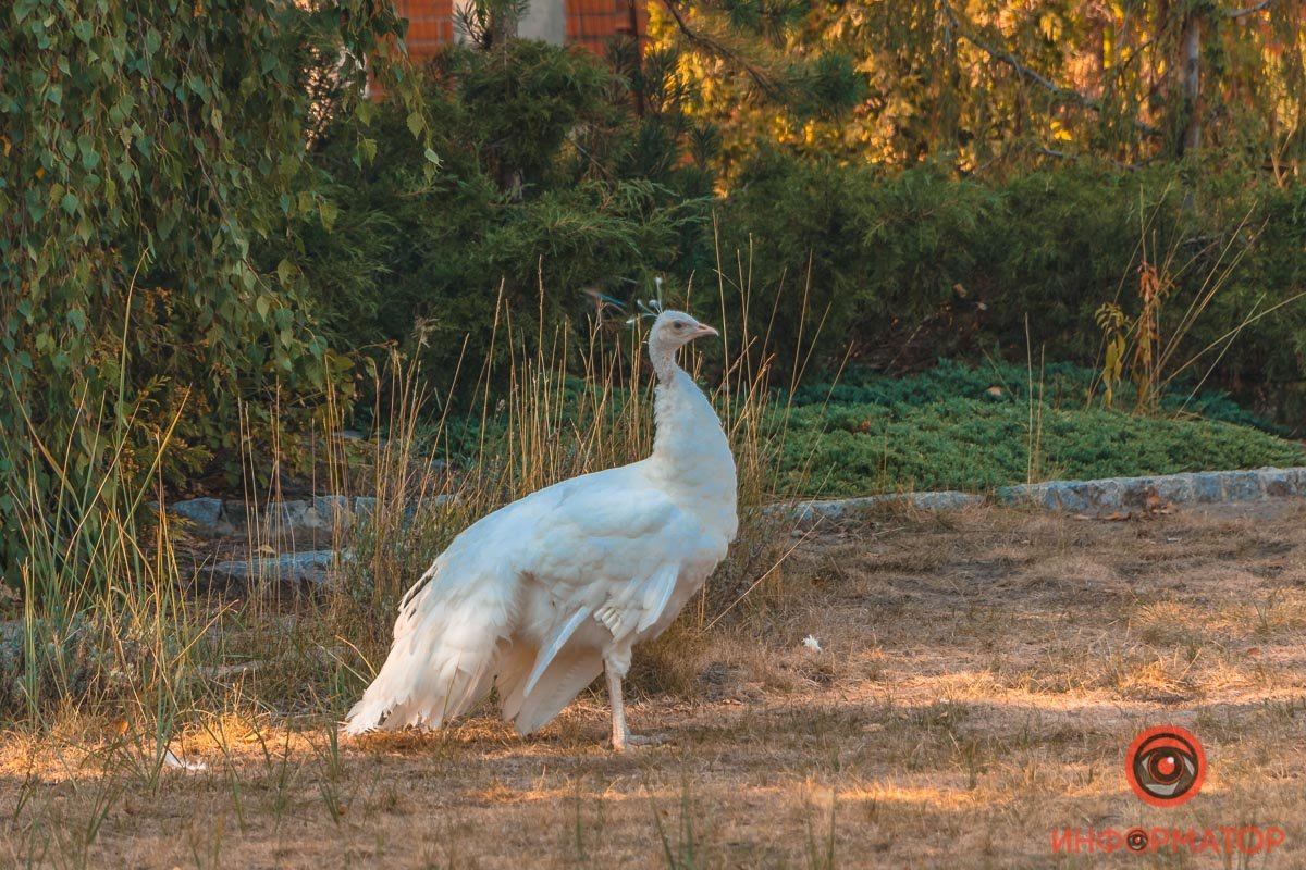 Будто в райском саду Будто в райском саду