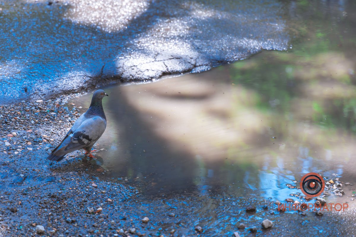 Залило проезжую часть Залило проезжую часть