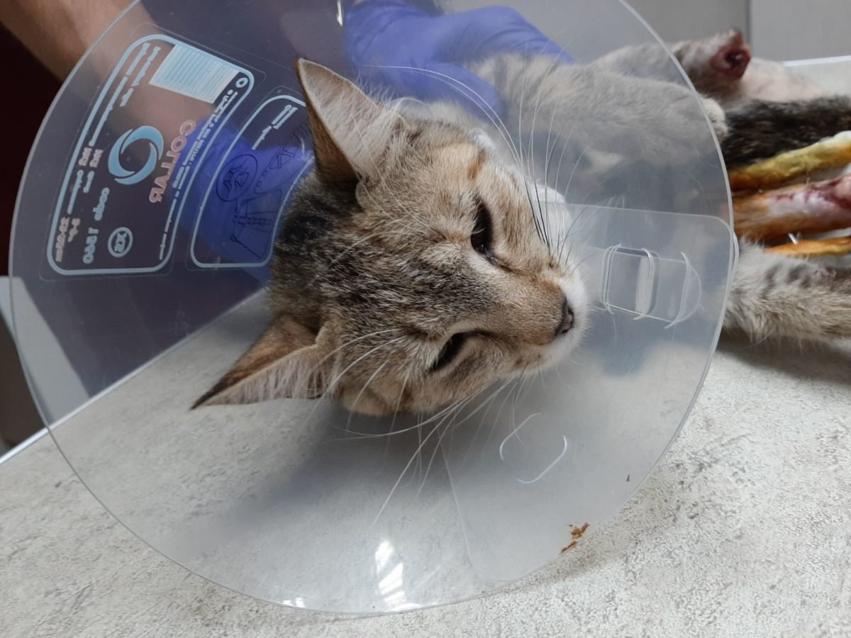 Кошечка попала под трактор Кошечка попала под трактор