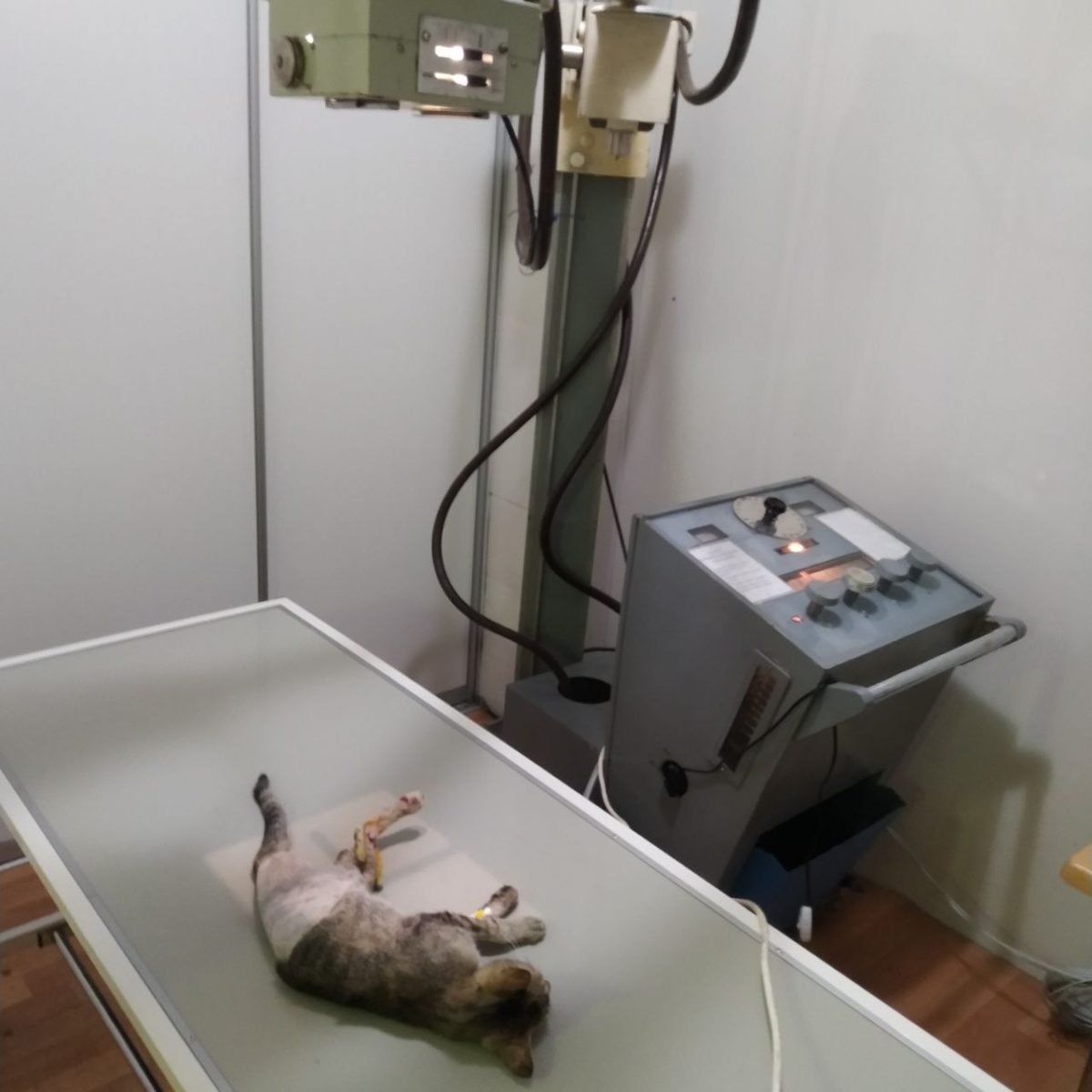 Мусю сразу доставили на операционный стол Мусю сразу доставили на операционный стол