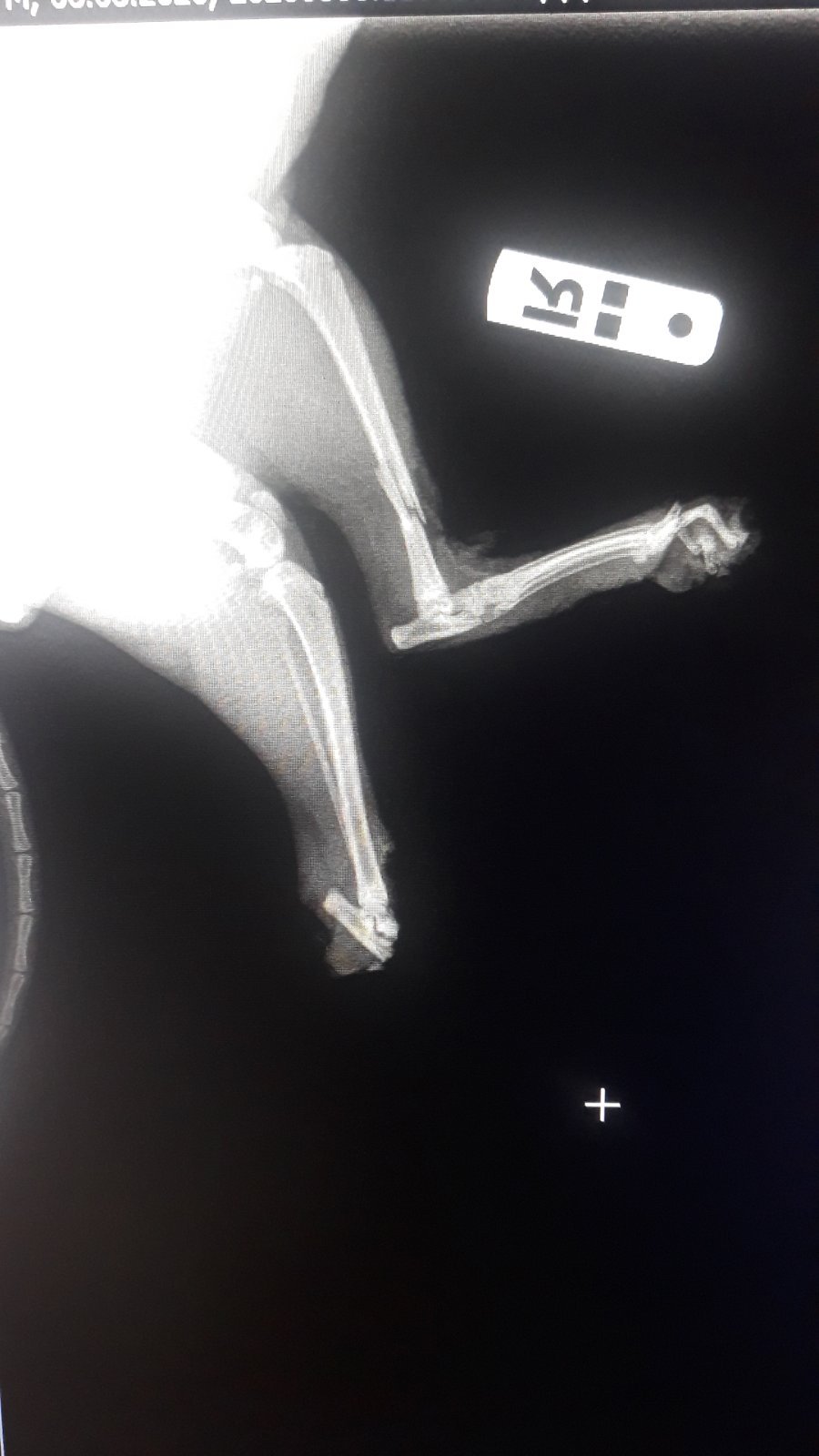 Кошечке оторвало лапку Кошечке оторвало лапку
