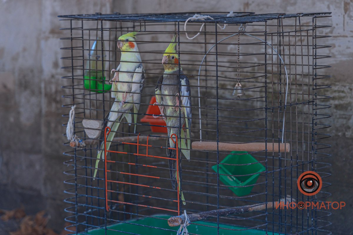 Из квартиры спасатели вынесли клетку с попугайчиками и шиншиллой Из квартиры спасатели вынесли клетку с попугайчиками и шиншиллой