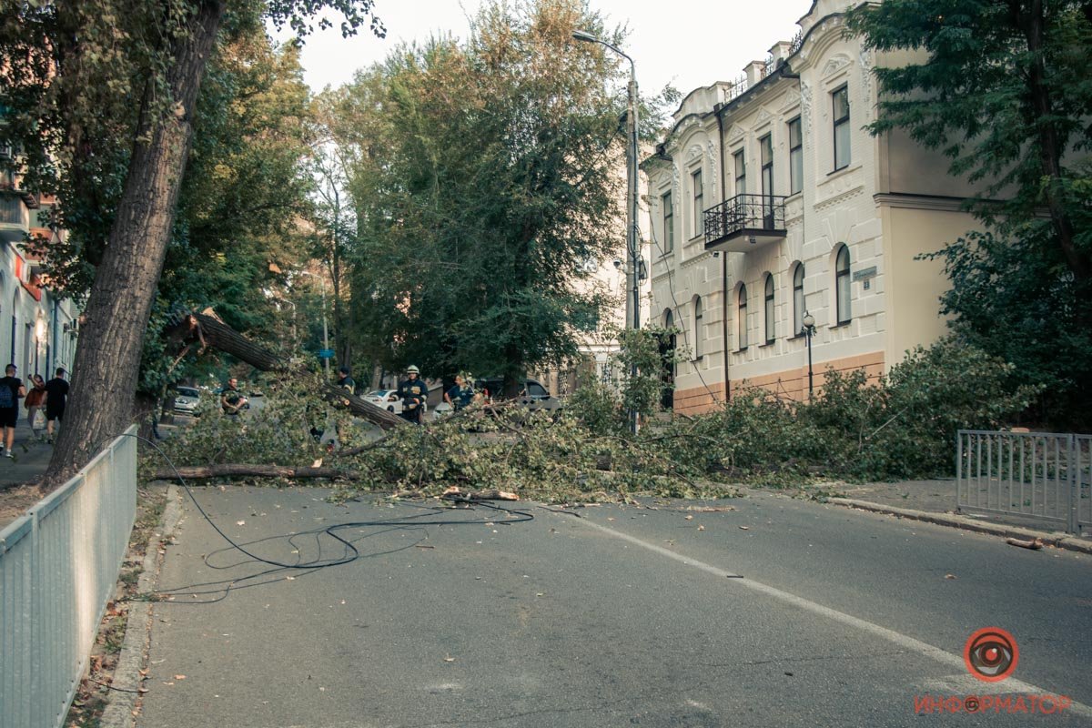 В Днепре на Гоголя дерево упало на дорогу: проезд перекрыт 1