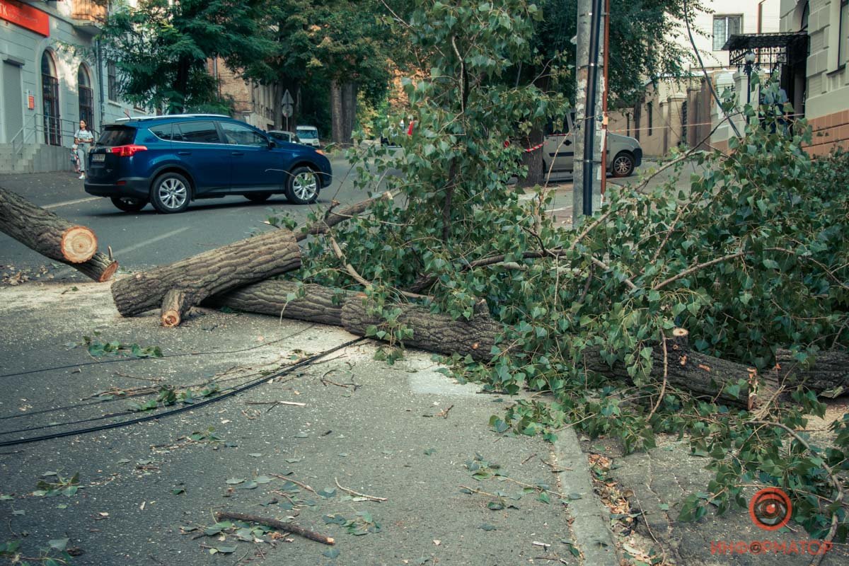 В Днепре на Гоголя дерево упало на дорогу: проезд перекрыт 8