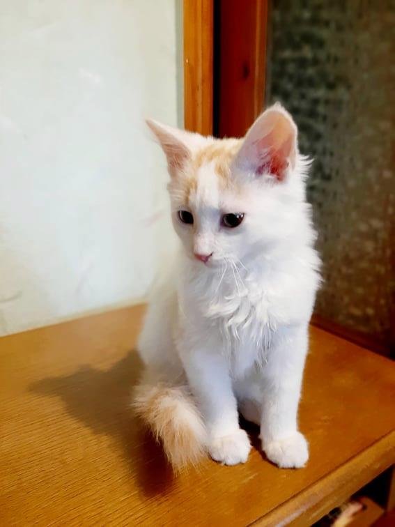 Облачко нежности Облачко нежности