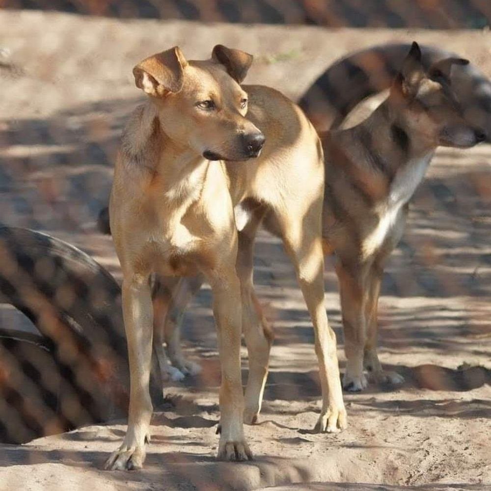 Серьезно настроен украсть ваше сердечко Серьезно настроен украсть ваше сердечко