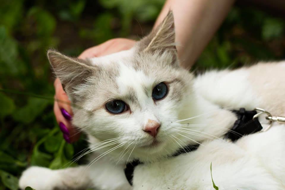 Грустный кусь готов стать вашим самым лучшим другом Грустный кусь готов стать вашим самым лучшим другом