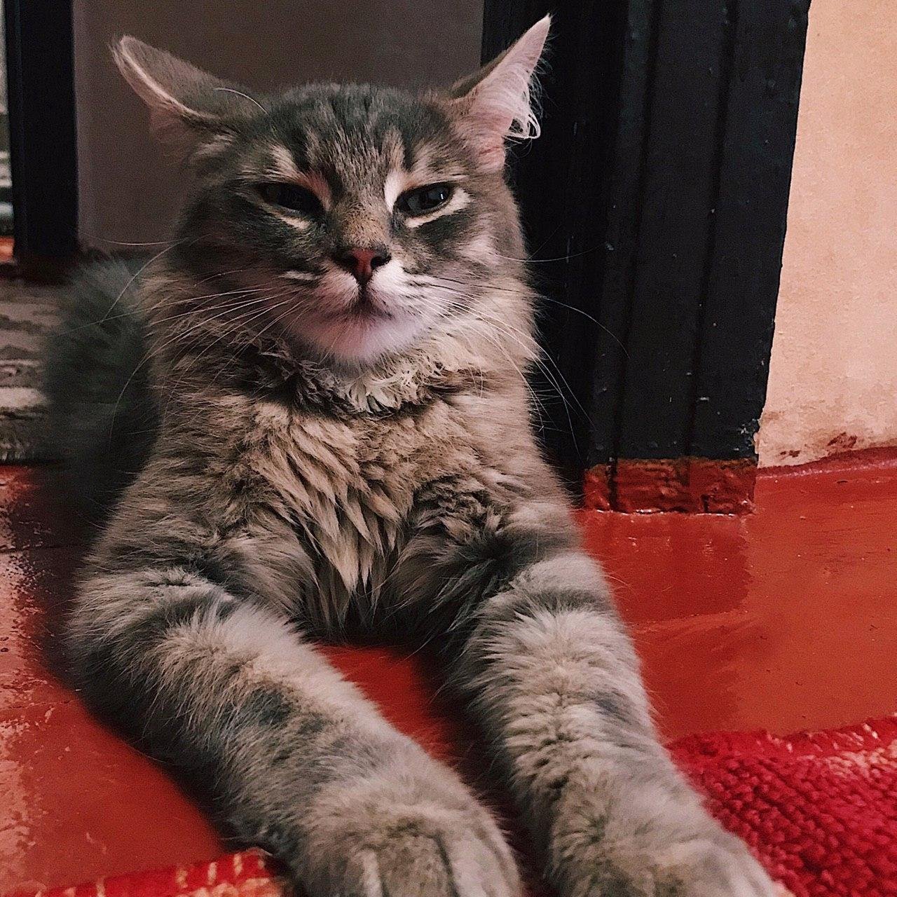 В Днепре пропало много животных: помогите найти 1