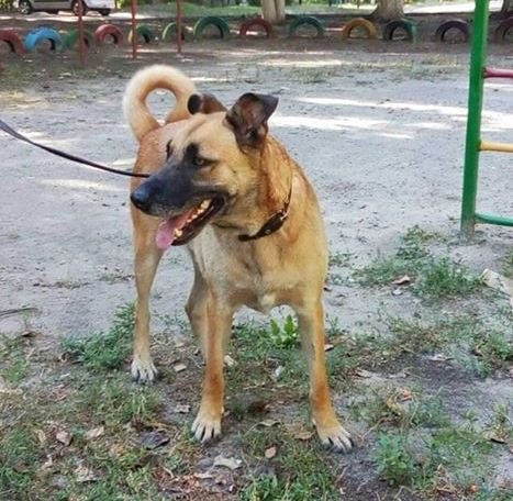 В Днепре пропало много животных: помогите найти 2