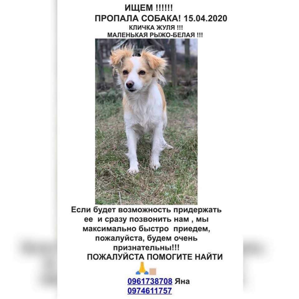 В Днепре пропало много животных: помогите найти 3