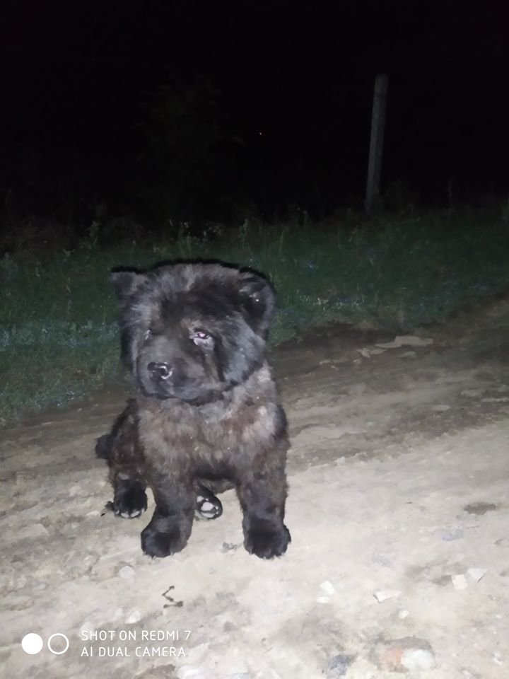 В Днепре пропало много животных: помогите найти 4