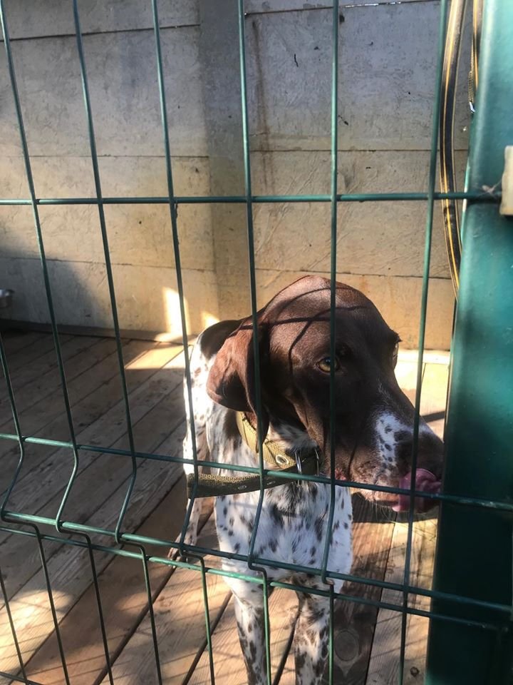 В Днепре пропало много животных: помогите найти 5