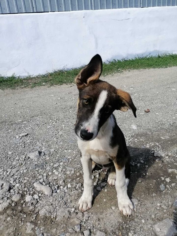 В Днепре пропало много животных: помогите найти 6