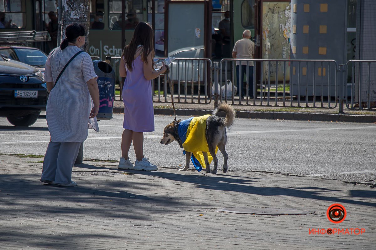 В нашем городе патриоты даже четверолапые друзья