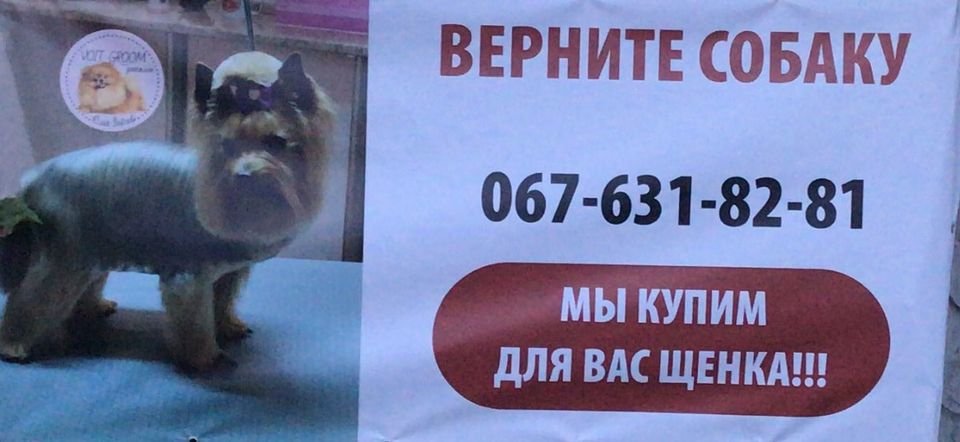 В Днепре пропало много животных: помогите найти 3
