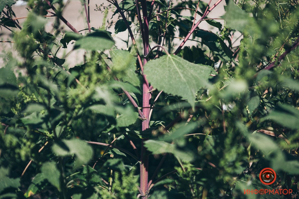 Знайте врага в лицо Знайте врага в лицо