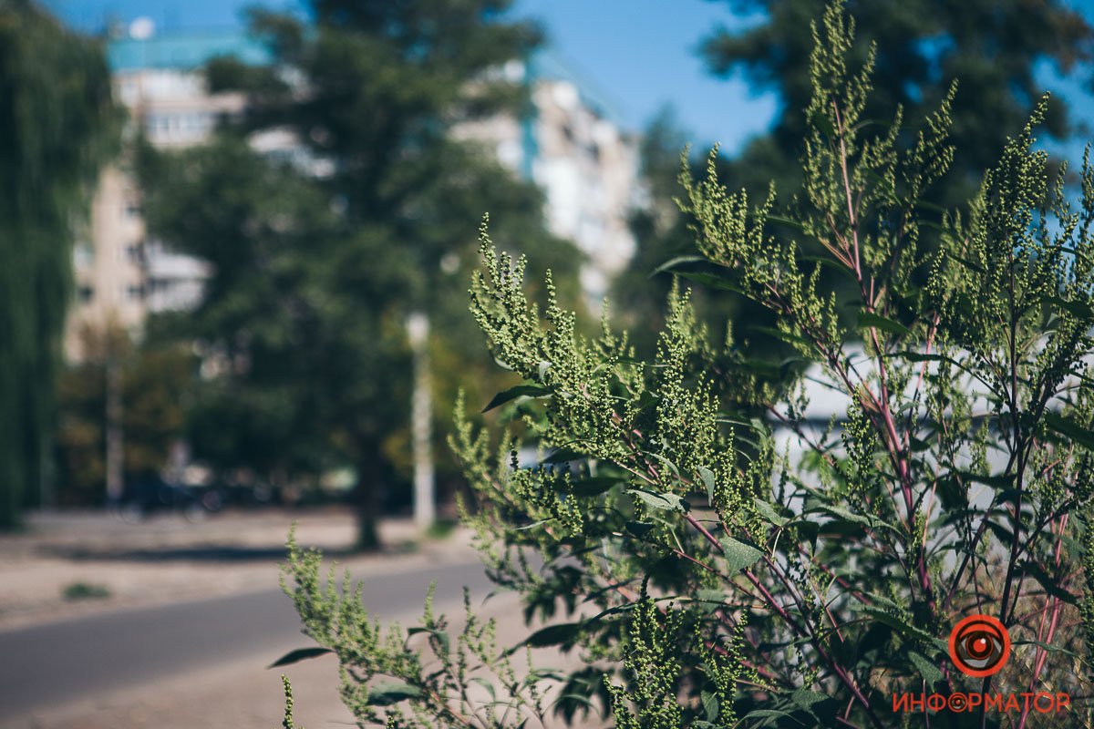 Запасайтесь антигистаминными Запасайтесь антигистаминными