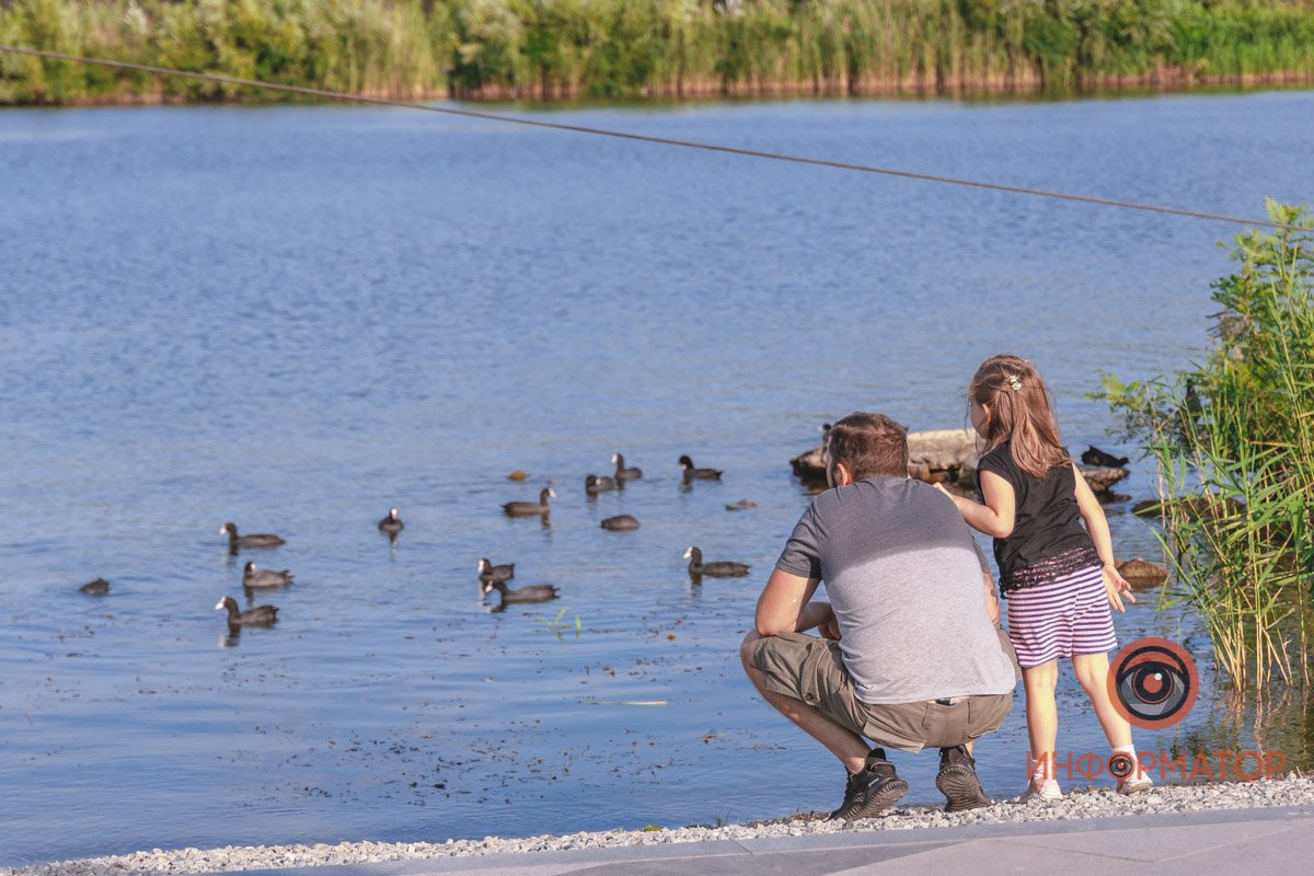 Наблюдать за уточками