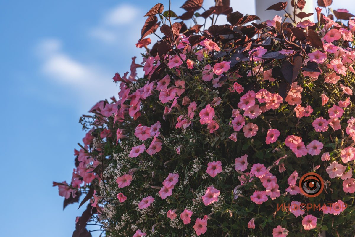 Наслаждаться цветением