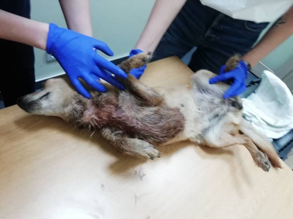 В Днепре сотрудники предприятия несколько дней наблюдали, как умирает собака 1