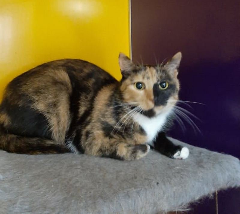 Испуганный кусь ждет, когда вы заберете его домой