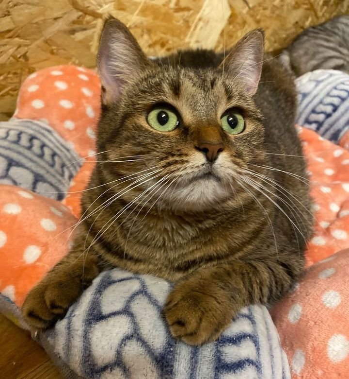 У кошки очень забавная мимика