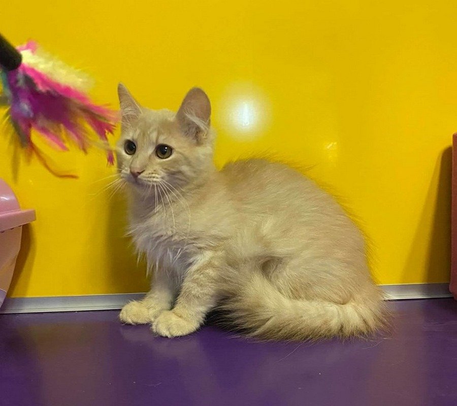 Котик пастельных тонов