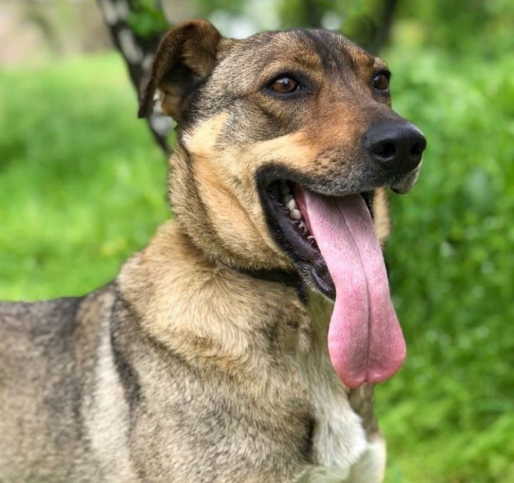 Милейшая собака готова быть рядом и охранять вас 24 часа в сутки