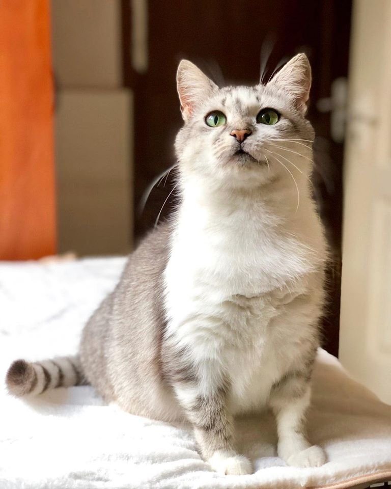 Невероятно красивая кошечка