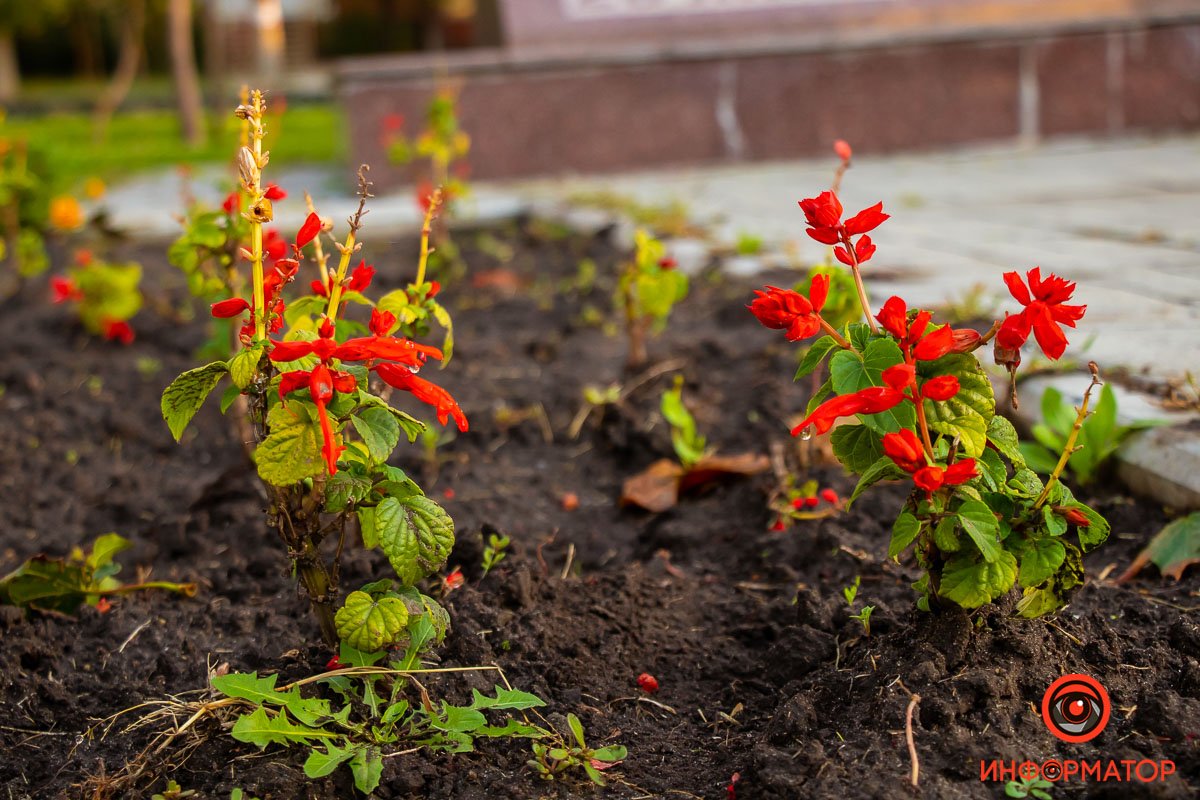 Скромное украшение бульвара Скромное украшение бульвара