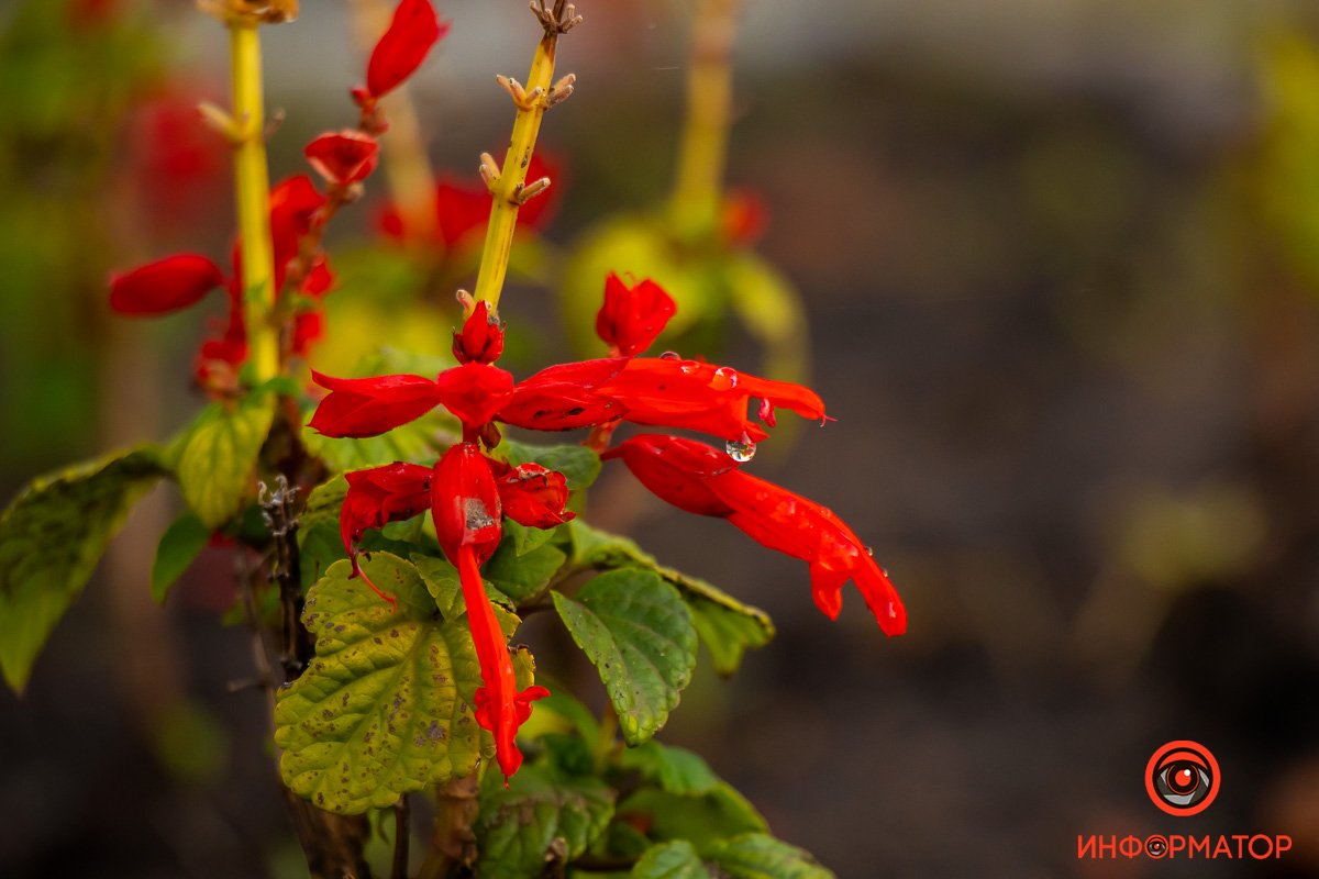 Застывшая капля на лепестке Застывшая капля на лепестке
