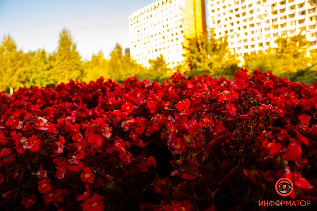 Хочется утонуть в цветах Хочется утонуть в цветах