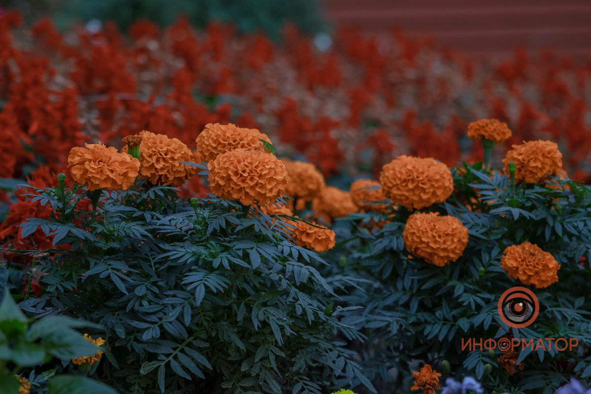 Наслаждайтесь Наслаждайтесь