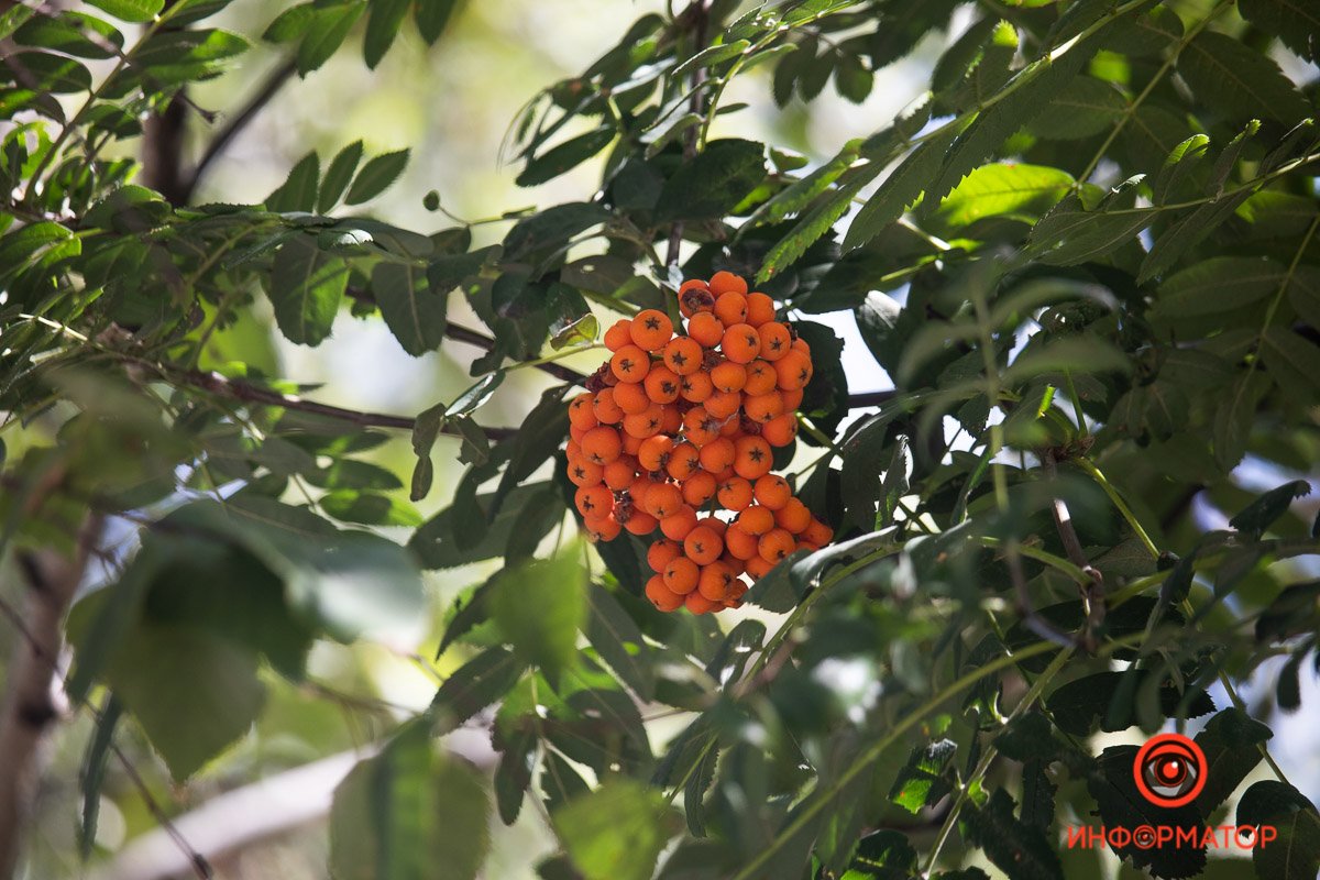 Самый осенний цвет