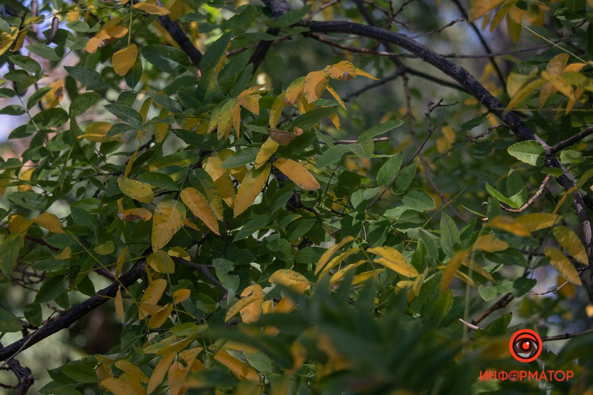 Листья перекрашиваются