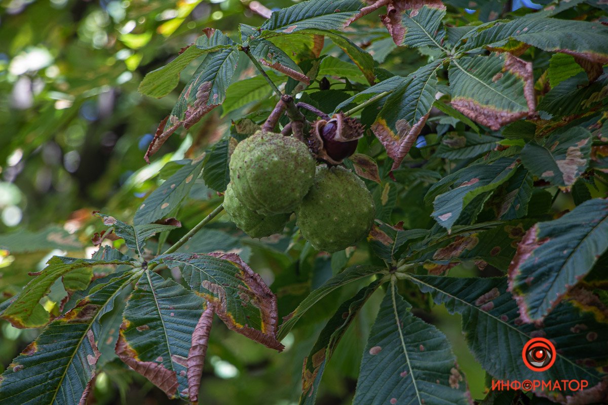 Символ осени
