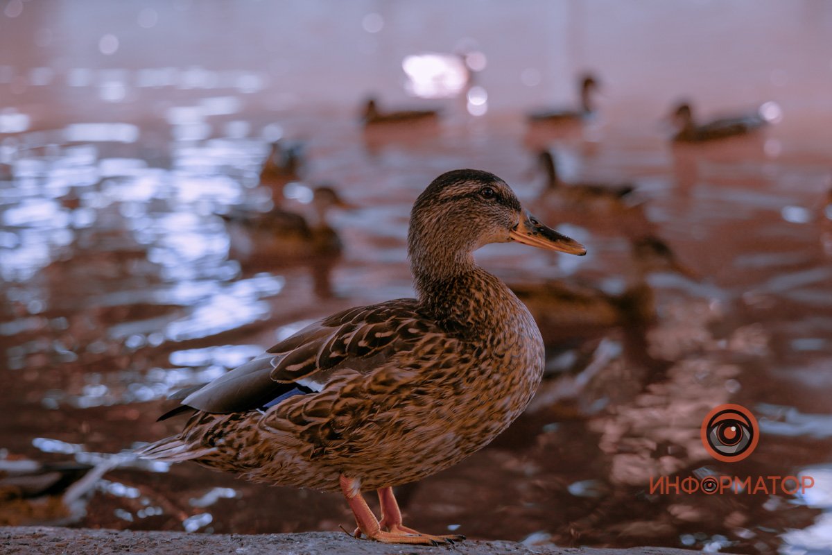 Но мне нельзя хлеб