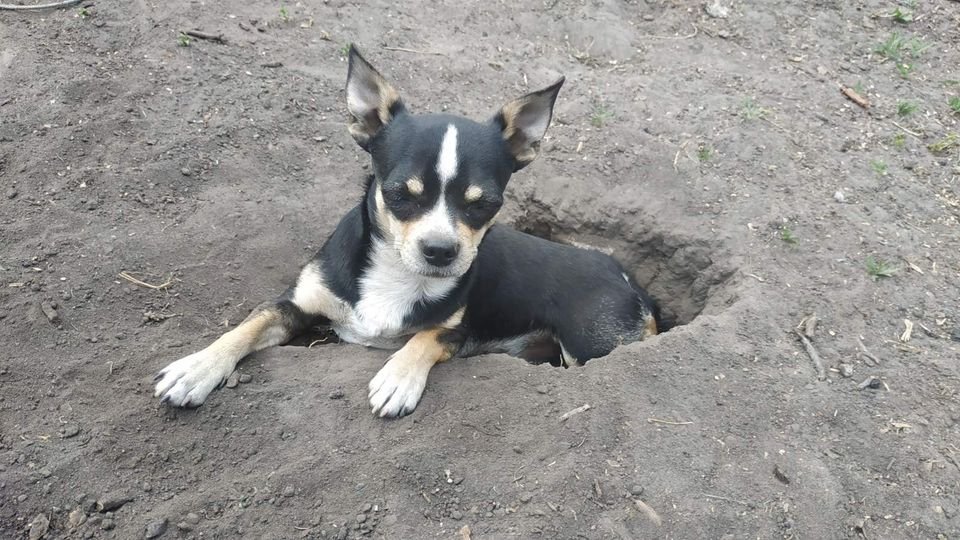 В Днепре пропало много животных: помогите найти 2