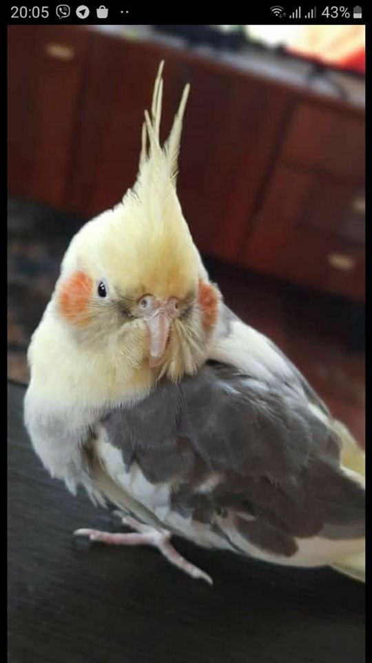 В Днепре пропало много животных: помогите найти 3