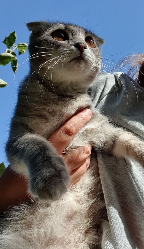 В Днепре пропало много животных: помогите найти 4