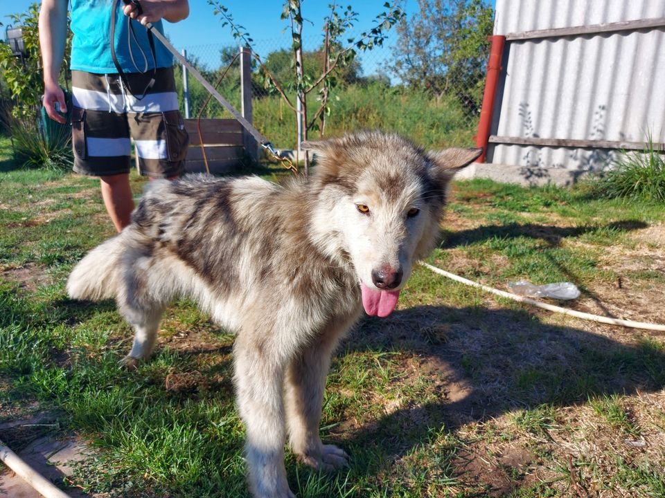 В Днепре пропало много животных: помогите найти 5
