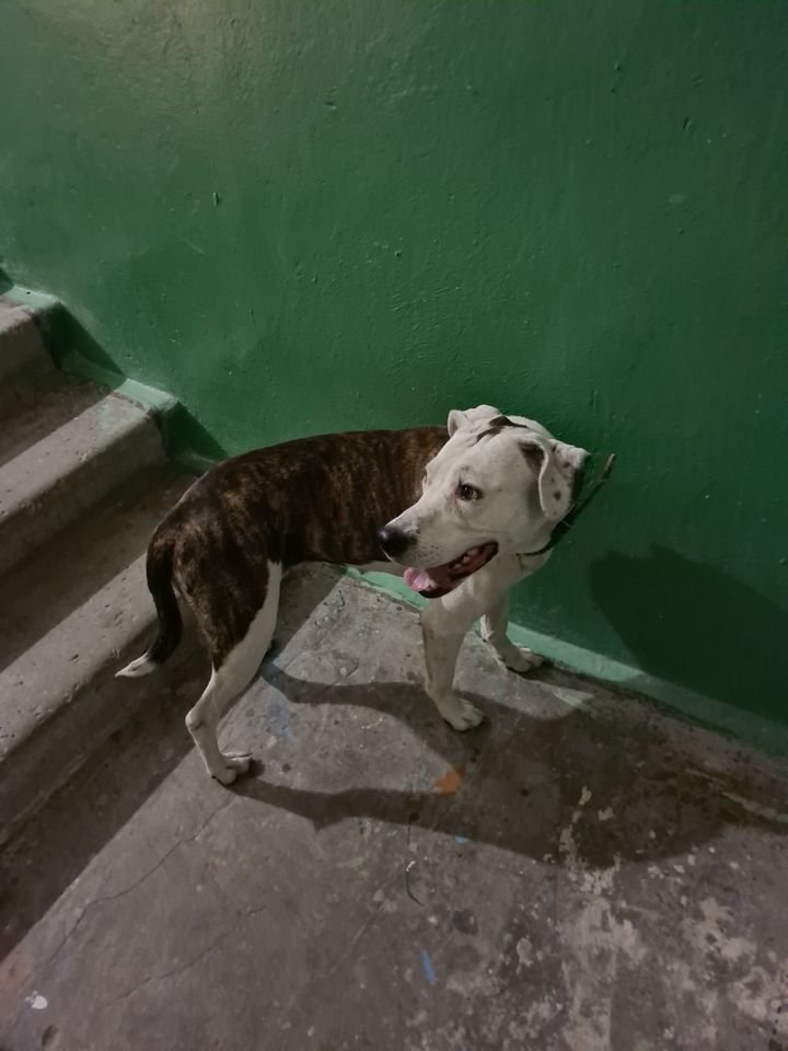 В Днепре пропало много животных: помогите найти 6