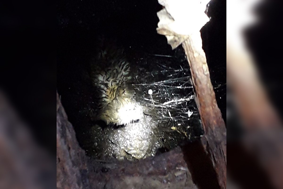 Спасенная собака