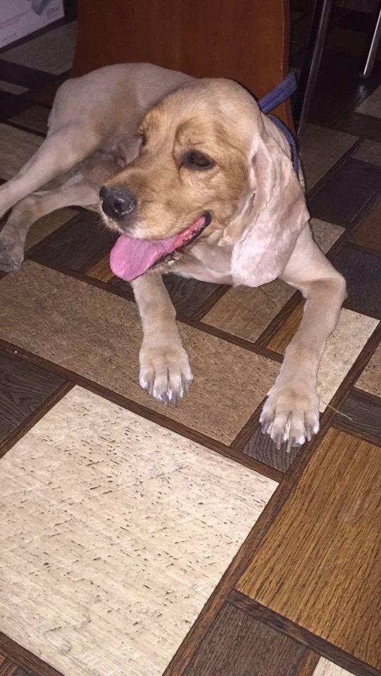 В Днепре пропало много животных: помогите найти 1