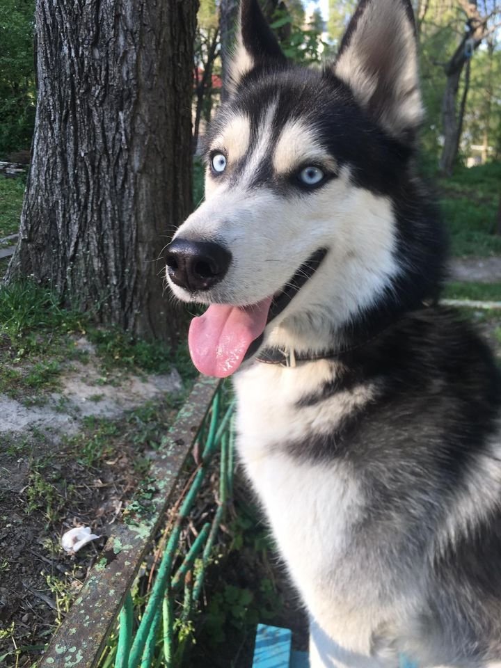 В Днепре пропало много животных: помогите найти 2