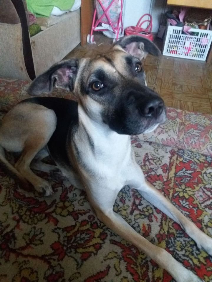 В Днепре пропало много животных: помогите найти 3